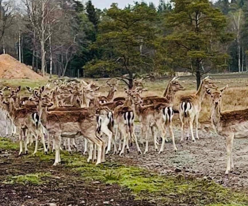 Photo of Others in Laholm
