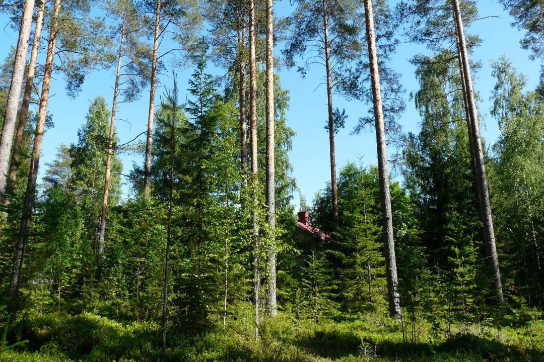 Photo of Others in Koli National Park