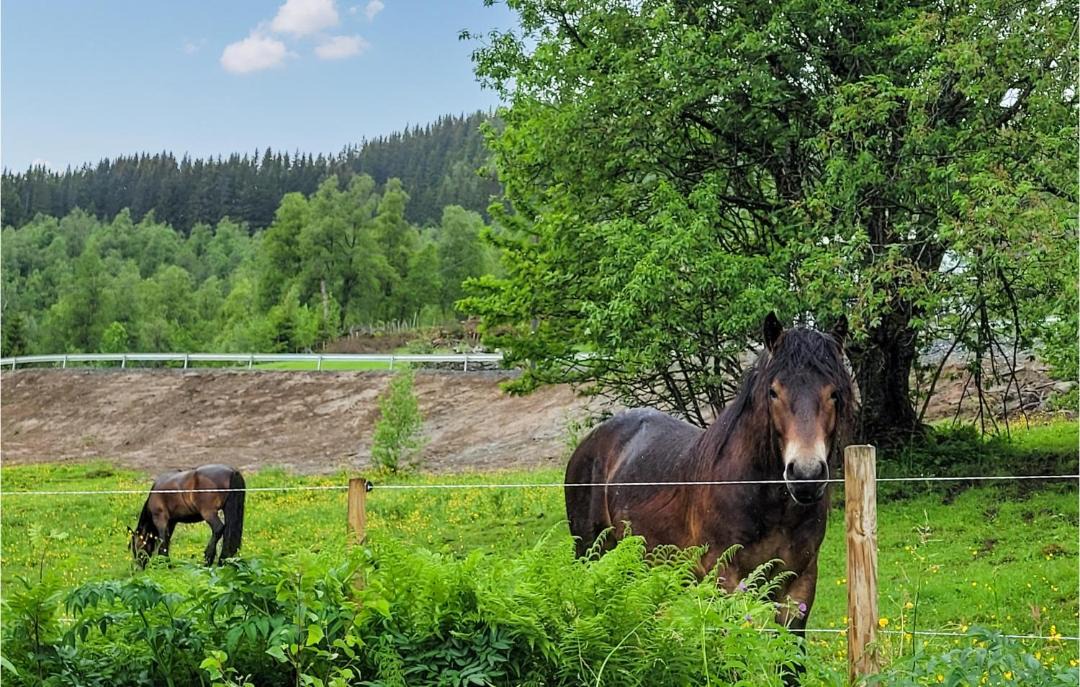 Photo of Others in Myrkdalen