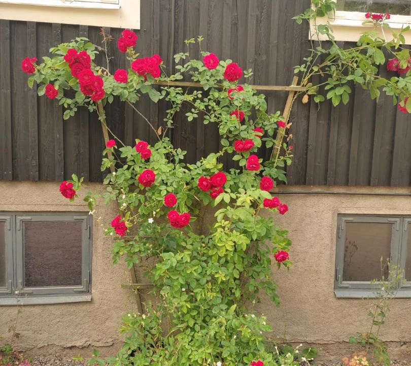 Photo of Others in Hultsfred Municipality