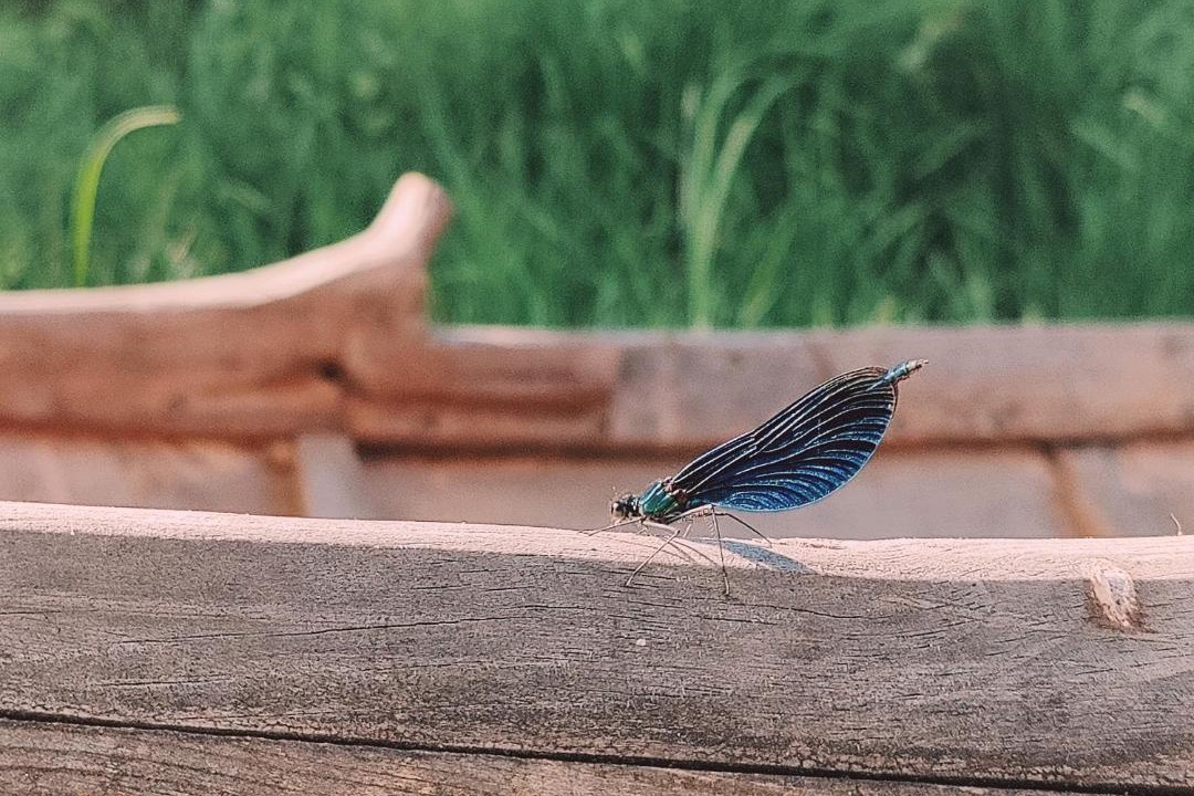 Photo of Others in Lapptrask