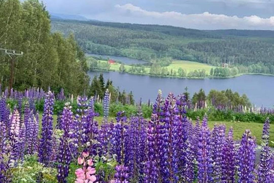 Photo of Others in Brasstorp