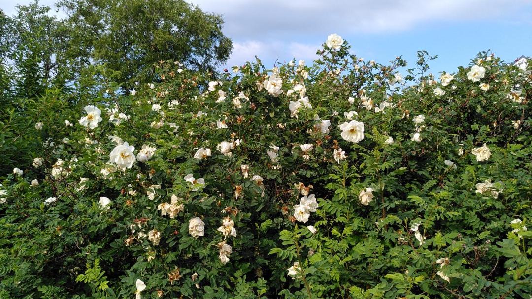 Photo of Outdoor in Varberg