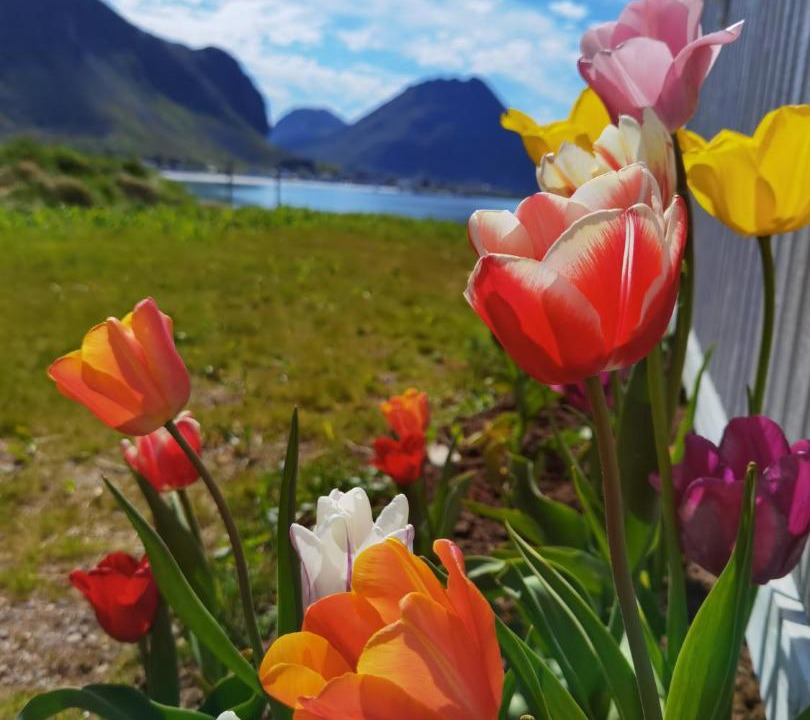 Photo of Others in Flakstad