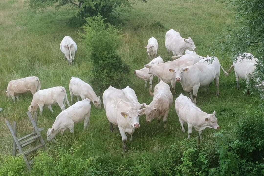 Photo of Others in Tomelilla