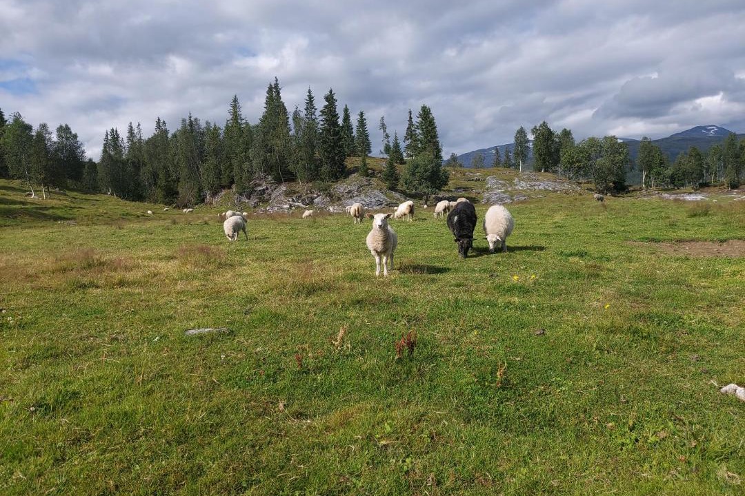 Photo of Others in Hattfjelldal