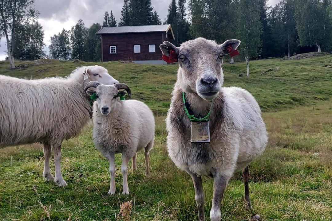 Photo of Others in Hattfjelldal
