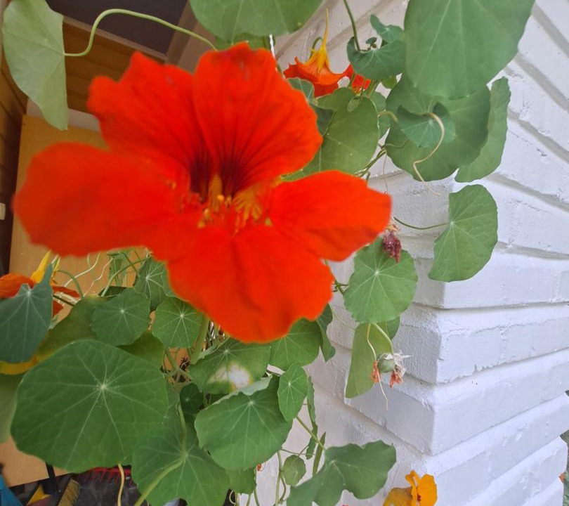 Photo of Patio Balcony in Otava