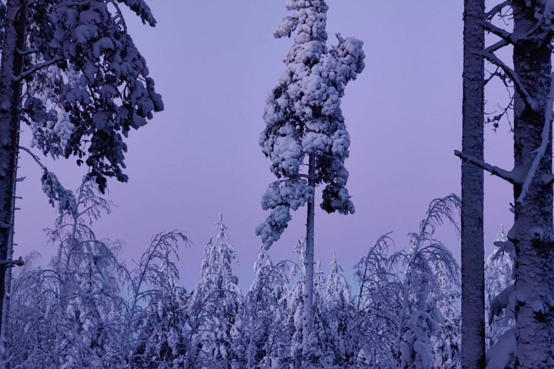 Photo of Others in Koli National Park