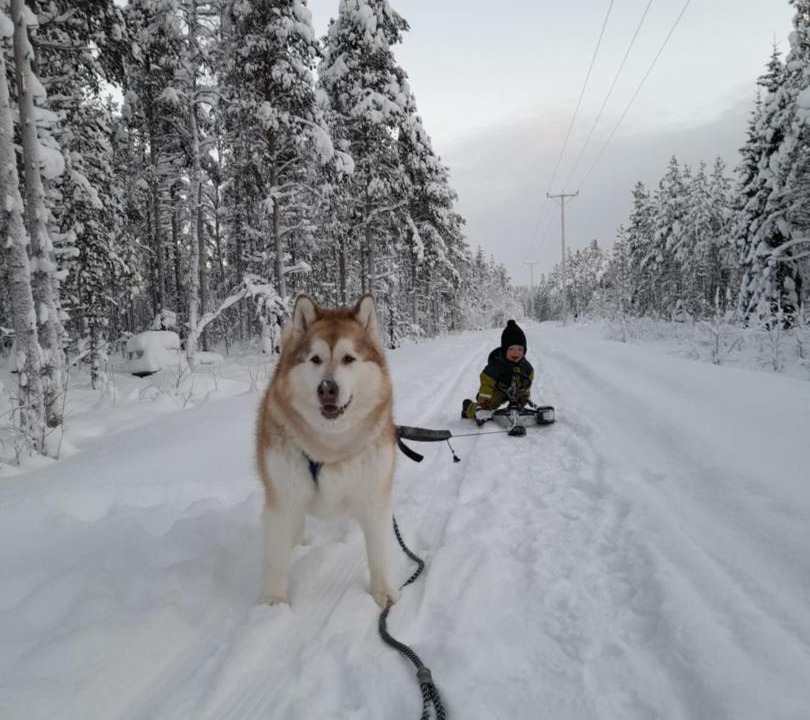 Photo of Others in Rovaniemi