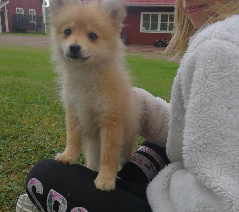 Photo of Others in Leksand