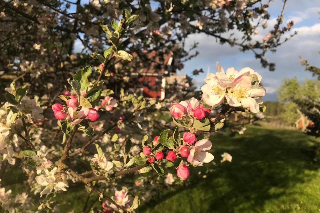 Photo of Outdoor in Vimmerby