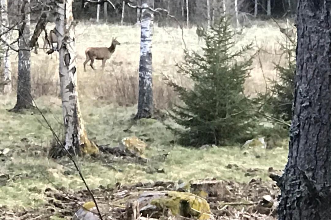 Photo of Others in Vimmerby