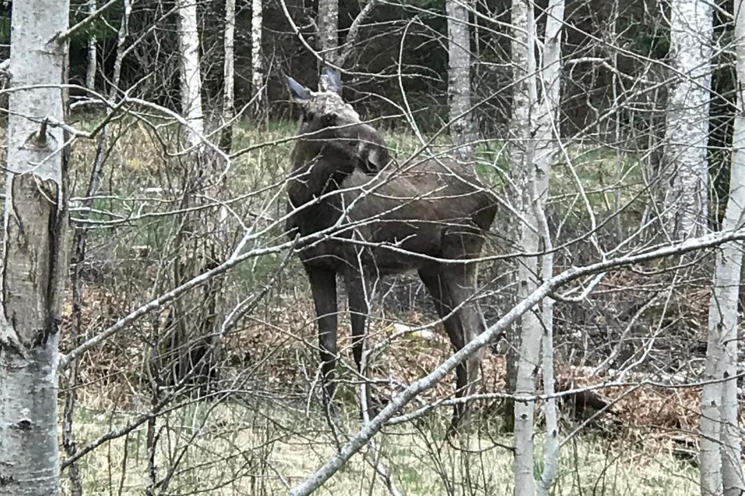 Photo of Others in Vimmerby