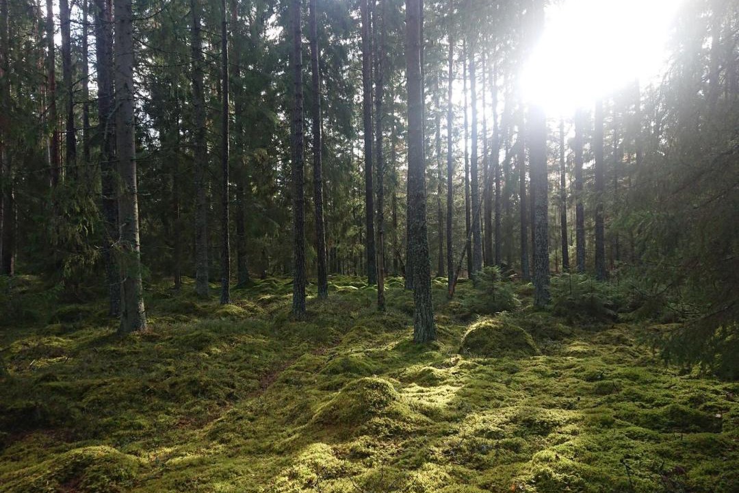 Photo of Outdoor in Varnhem
