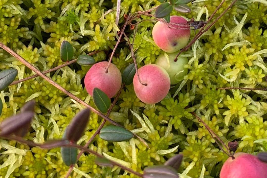 Photo of Outdoor in Nattavaara