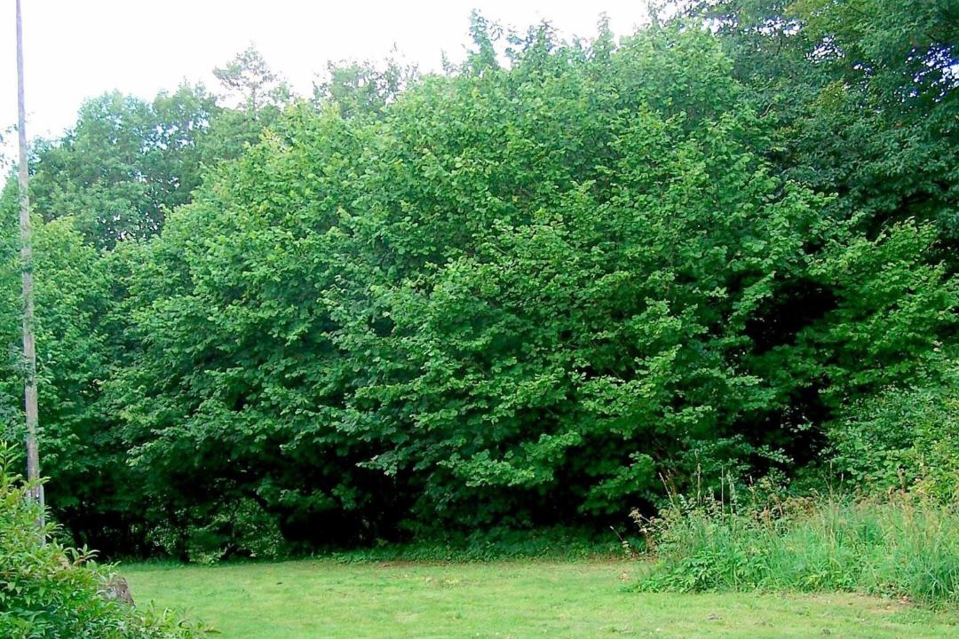 Photo of Outdoor in Blankered