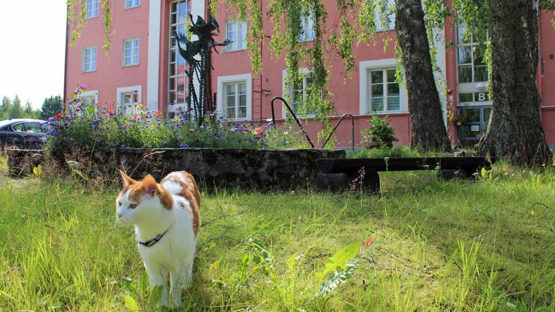 Photo of Others in Suolahti