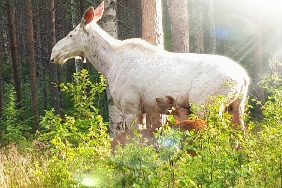 Photo of Others in Bograngen
