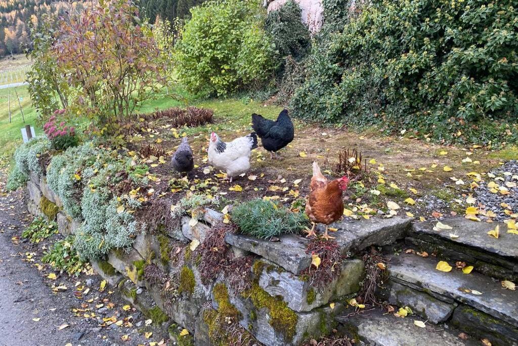 Photo of Others in Innvik