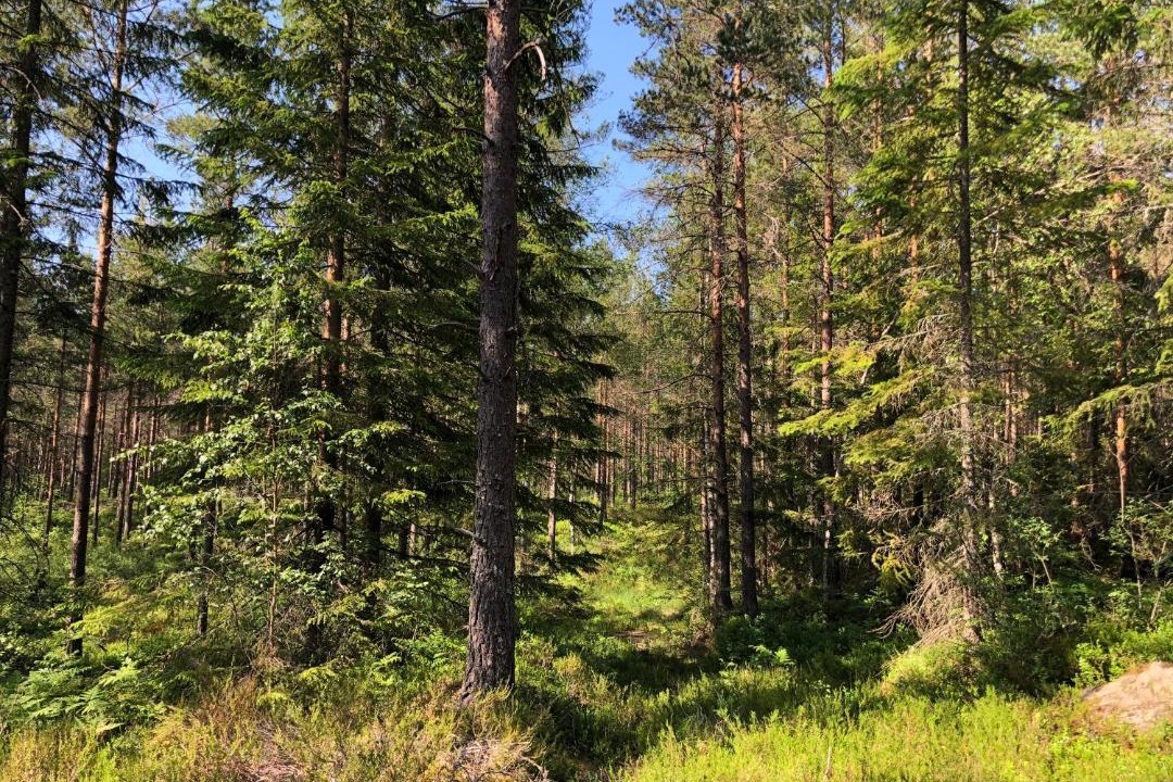 Photo of Others in Dalskog