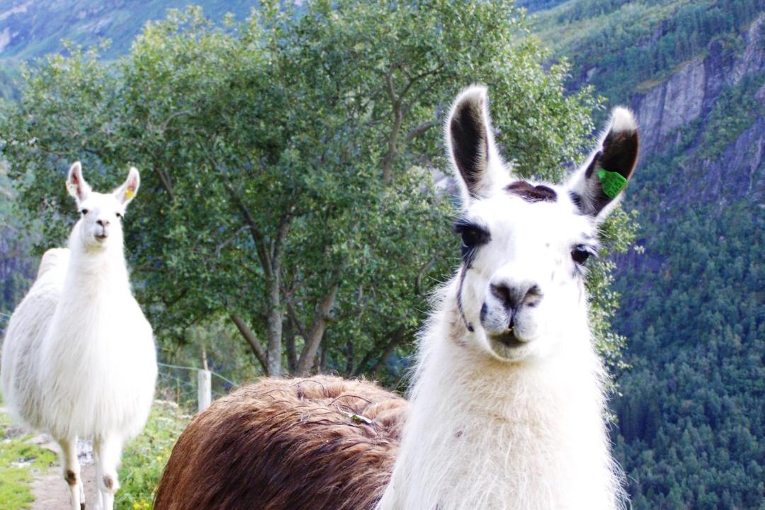 Photo of Others in Geiranger