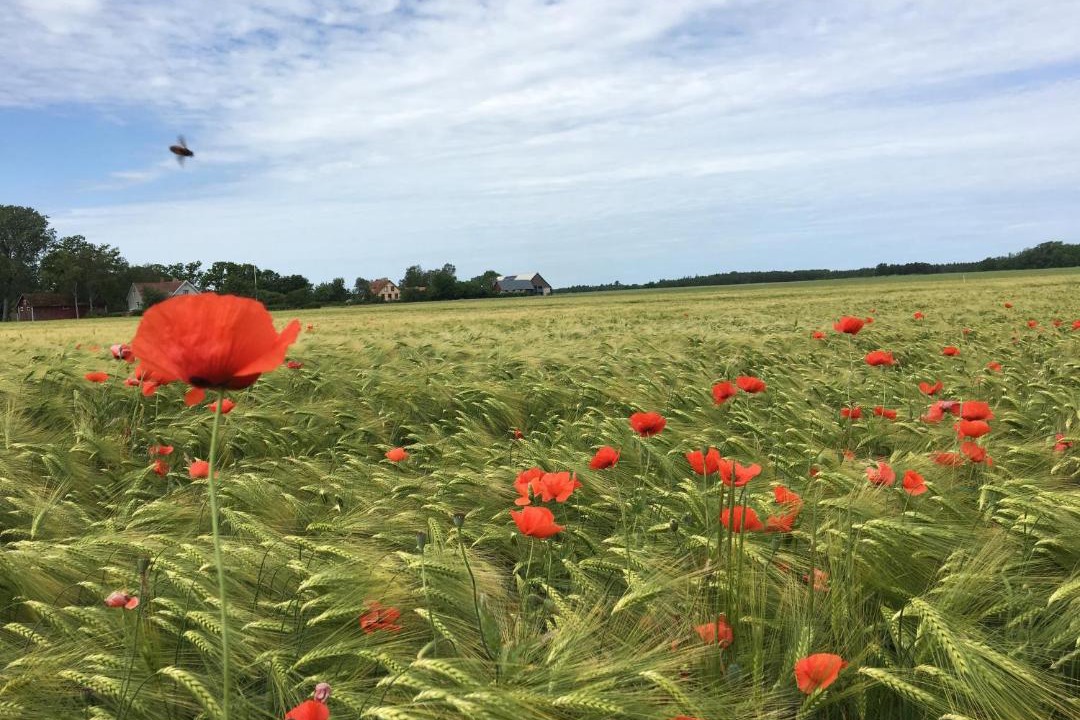 Photo of Others in Gotlands Tofta
