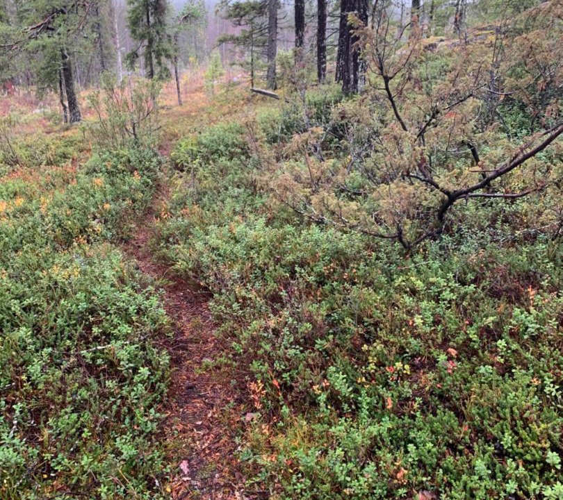 Photo of Others in Nattavaara