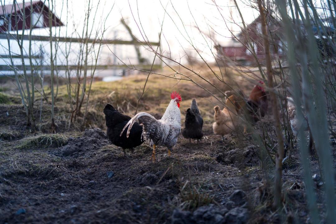 Photo of Others in Skillingaryd