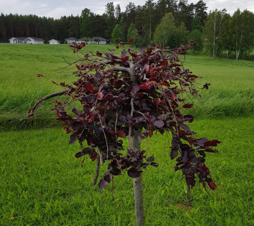Photo of Others in Karlstad