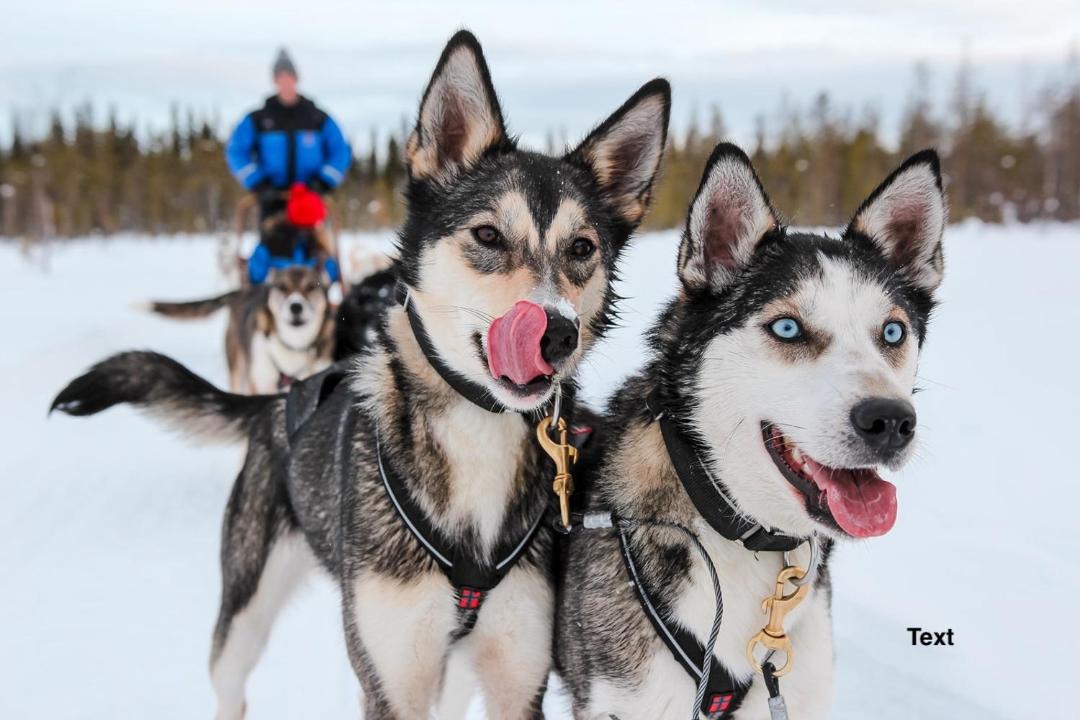 Photo of Others in Rovaniemi