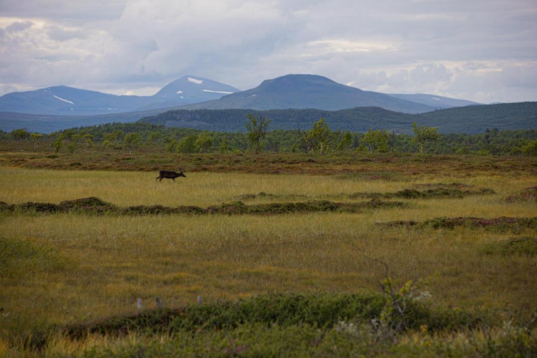Photo of Others in Tanndalen