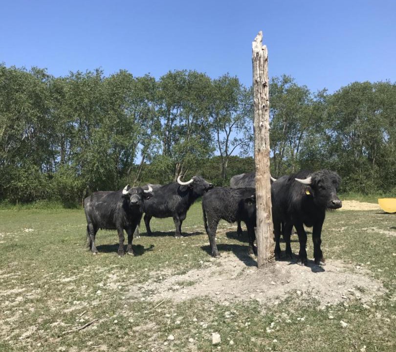 Photo of Others in Havdhem