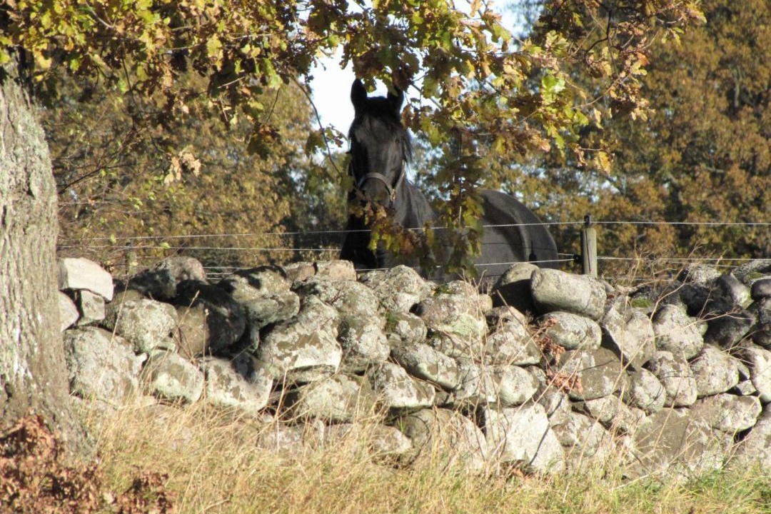 Photo of Others in Fagelmara