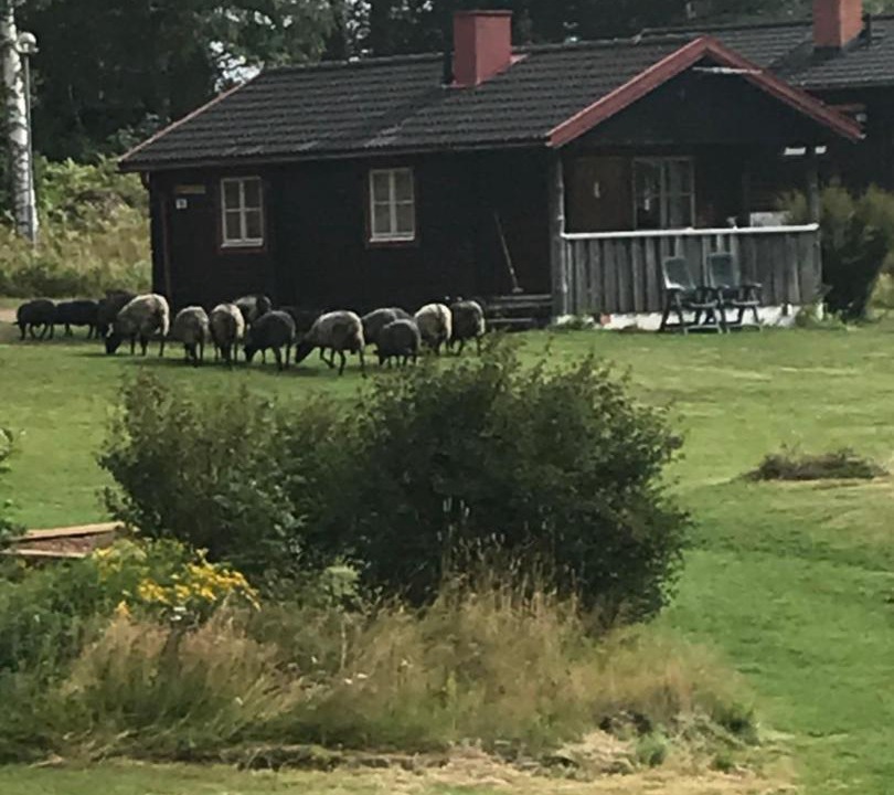 Photo of Others in Siljansnas
