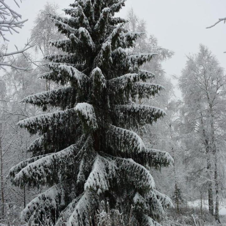 Photo of Others in Nyhammar