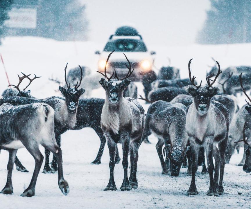 Photo of Others in Idrefjall