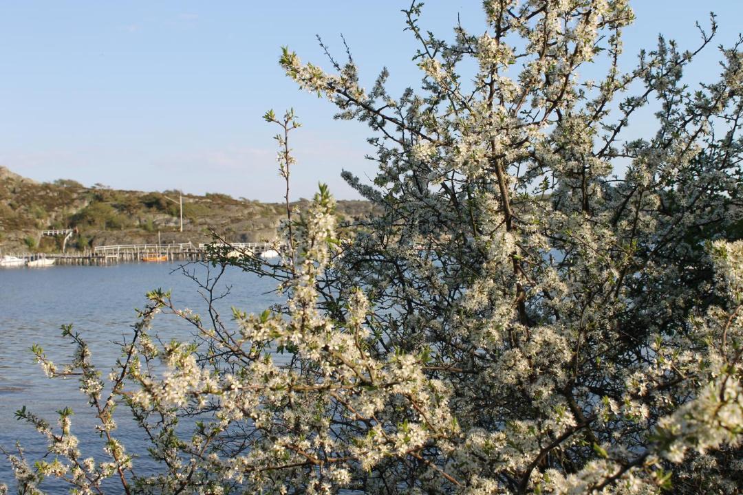 Photo of Others in Lycke