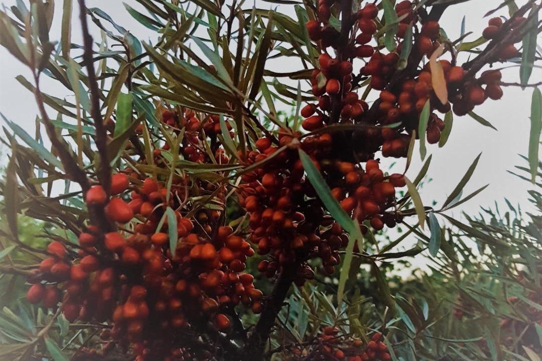 Photo of Outdoor in Eckero
