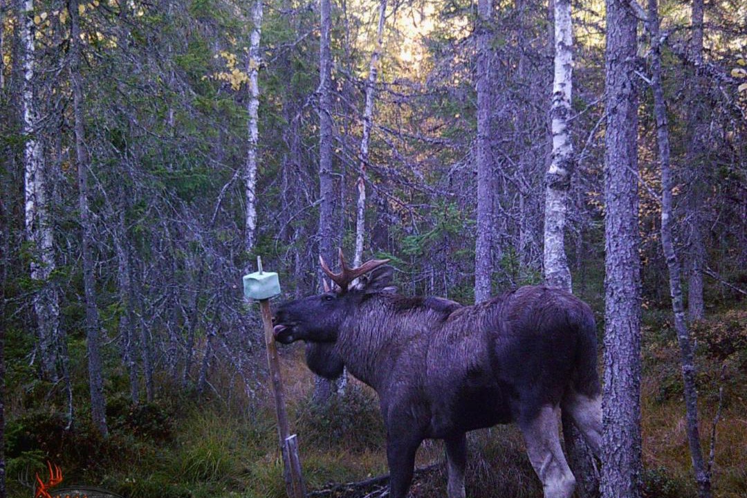 Photo of Others in Nyhammar