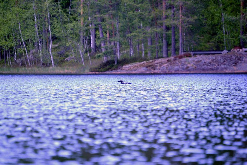 Photo of Others in Orivesi