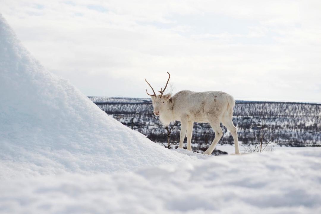 Photo of Others in Kautokeino
