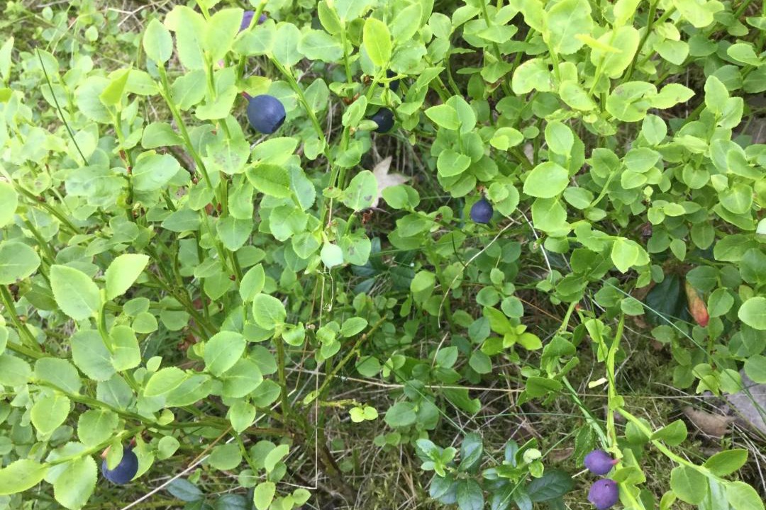 Photo of Outdoor in Varmdo