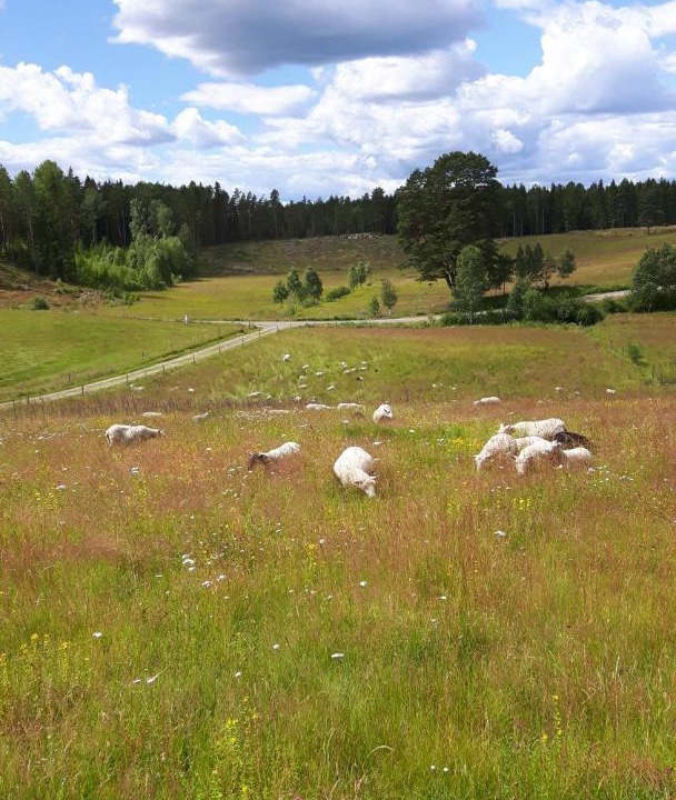 Photo of Others in Prasthog
