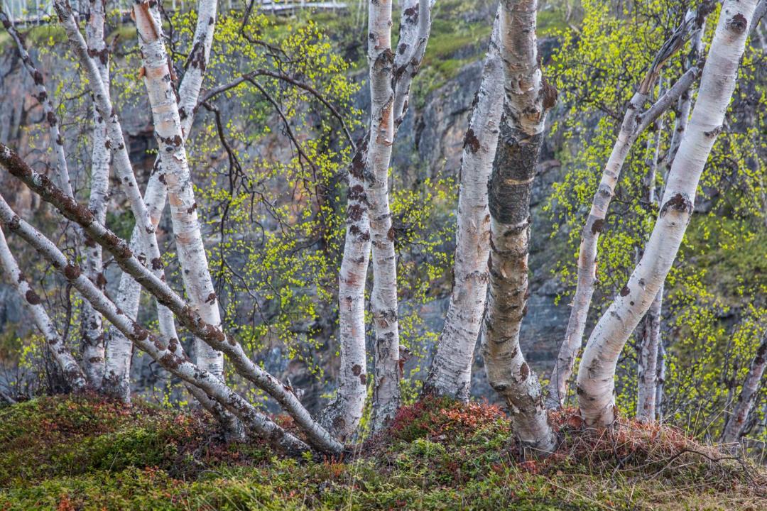 Photo of Others in Abisko