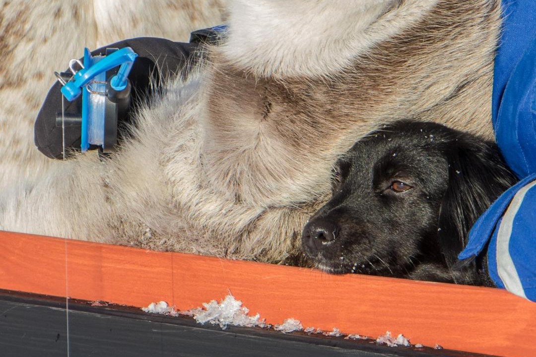 Photo of Others in Utsjoki