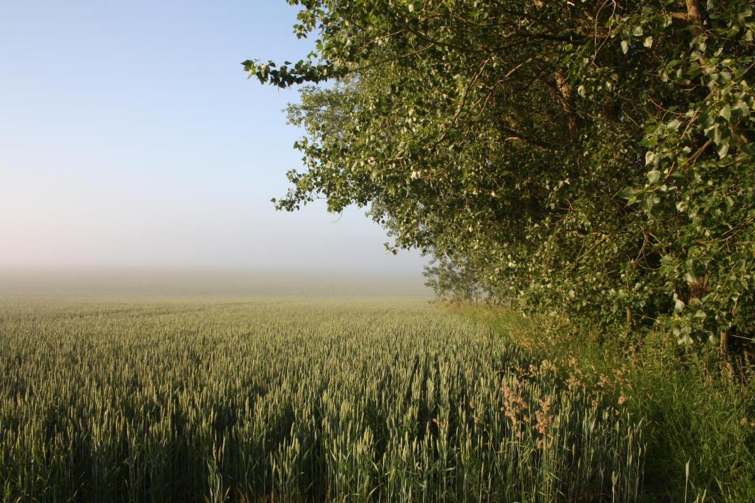Photo of Others in Borrby