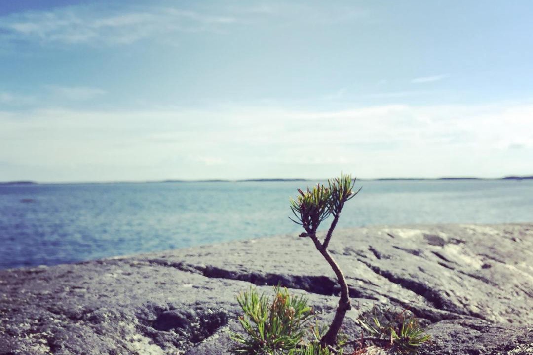 Photo of Others in Djurhamn