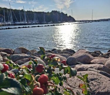 Ellos Hostel | Vandrarhem Varvet