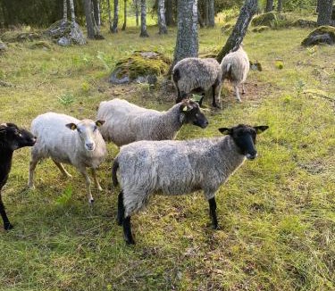 Norrtalje House | Rofylld oas nära Norrtälje - frukost erbjuds